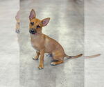 Small Mutt