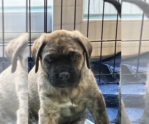 Mastiff Puppy for sale in BRENTWOOD, CA, USA