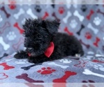 Zeus - Male Schnauzer (Miniature) Puppy for Sale - Photo #4