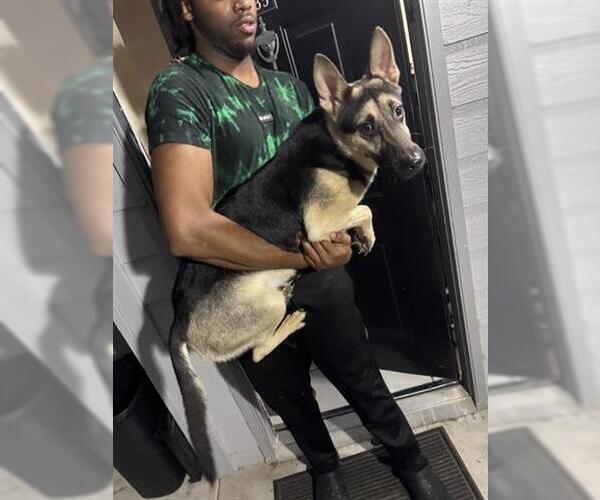 Medium Photo #1 German Shepherd Dog Puppy For Sale in Houston, TX, USA
