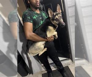 German Shepherd Dog Dogs for adoption in Houston, TX, USA