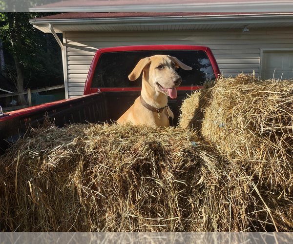 Medium Photo #1 German Shepherd Dog-Great Dane Mix Puppy For Sale in HAYESVILLE, NC, USA