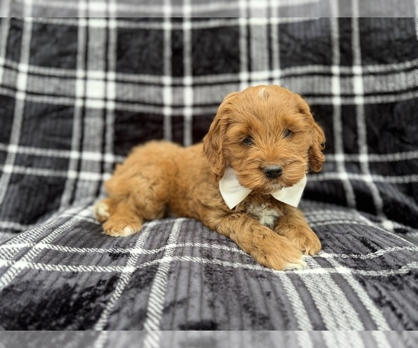 Medium Photo #8 Cock-A-Poo Puppy For Sale in LAKELAND, FL, USA