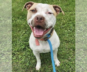Sandy NJ - Female American Staffordshire Terrier-Unknown Mix Dog for Adoption - Photo #3