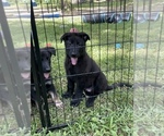 Small Photo #6 German Shepherd Dog Puppy For Sale in WEST POINT, VA, USA