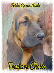 Bloodhound Puppy for sale in WALDRON, AR, USA