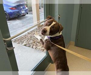 Mutt Dogs for adoption in Newton, NC, USA