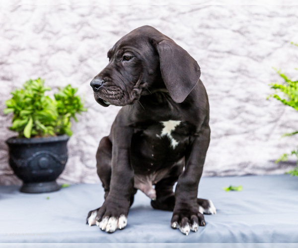 Medium Photo #5 Great Dane Puppy For Sale in WAKARUSA, IN, USA