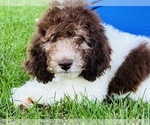 Small Photo #11 Poodle (Standard) Puppy For Sale in BURNS, TN, USA