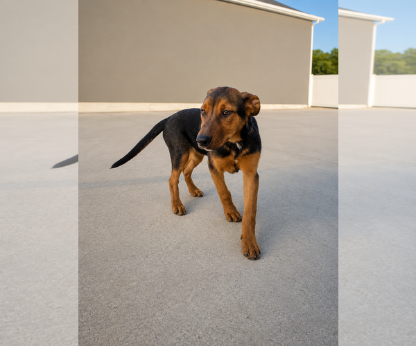 Medium Photo #1 Rottweiler Puppy For Sale in MIDWAY, UT, USA