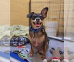 Small #1 Chihuahua Mix