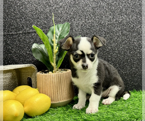 Medium Photo #10 Chihuahua Puppy For Sale in FORT LAUDERDALE, FL, USA