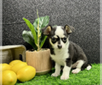 Small Photo #10 Chihuahua Puppy For Sale in FORT LAUDERDALE, FL, USA