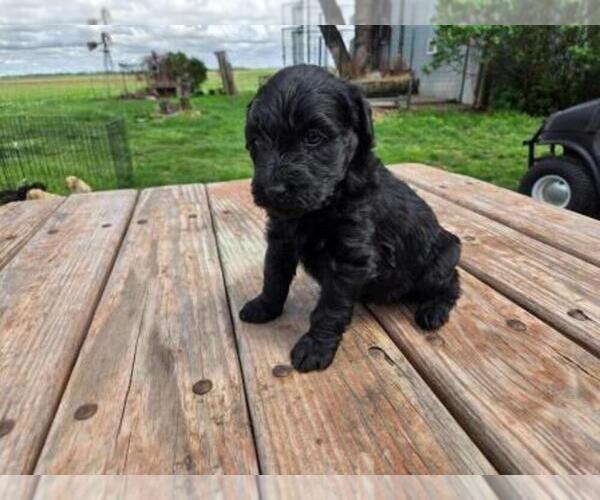 Medium Photo #2 Goldendoodle Puppy For Sale in LEON, KS, USA