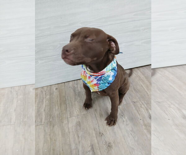 Medium Photo #6 Mutt Puppy For Sale in Murfreesboro, NC, USA