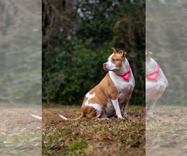 Medium Photo #4 American Staffordshire Terrier-Unknown Mix Puppy For Sale in Holly Springs, NC, USA