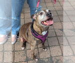 Small #6 American Pit Bull Terrier Mix