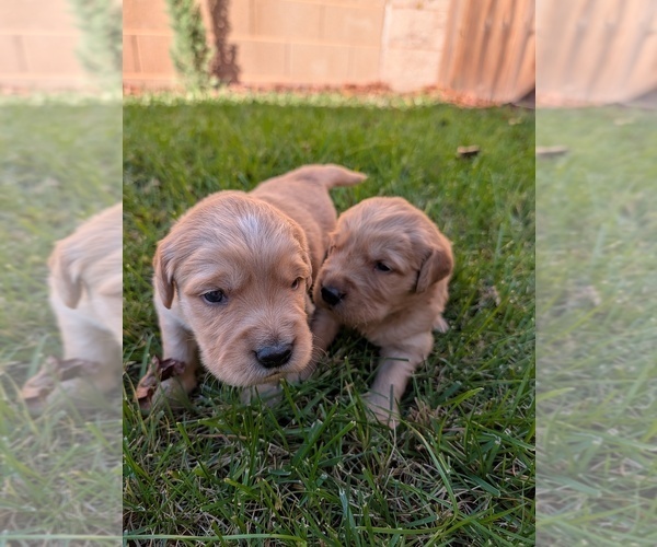 Medium Photo #8 Golden Retriever Puppy For Sale in SACRAMENTO, CA, USA