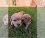 Small #7 Golden Retriever