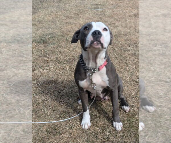 Medium Photo #4 Mutt Puppy For Sale in FRAMINGHAM, MA, USA