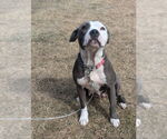 Small #3 Mutt