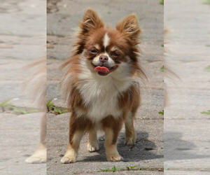 Chihuahua Puppy for sale in NEWVILLE, PA, USA