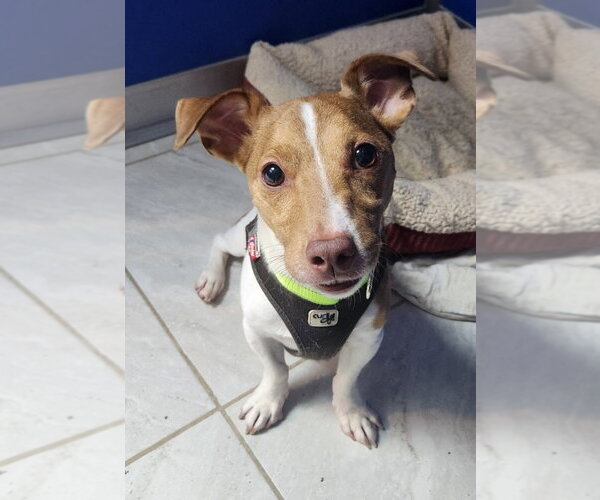 Medium Photo #1 Jack Russell Terrier Puppy For Sale in Walnutport, PA, USA