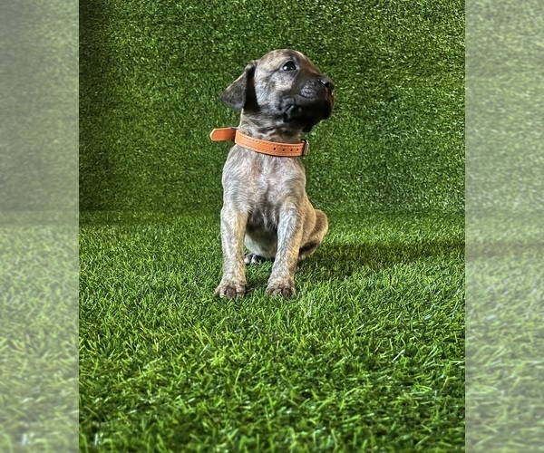 Medium Photo #1 Presa Canario Puppy For Sale in MOUNTAIN RANCH, CA, USA