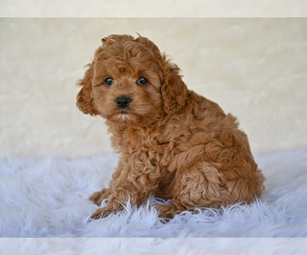 Medium Photo #5 Cock-A-Poo Puppy For Sale in MILLERSBURG, OH, USA