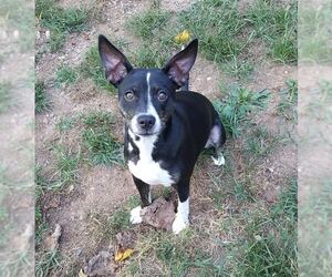 Trixie - Female Boston Terrier-Unknown Mix Dog for Adoption - Photo #4