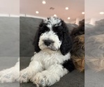 Small #7 Bernedoodle-Poodle (Standard) Mix