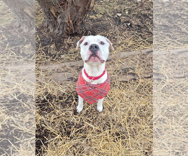 Medium Photo #2 Bullypit Puppy For Sale in Techny, IL, USA