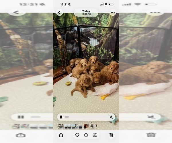 Medium Photo #9 Goldendoodle mix (+ Poodle Standard) Puppy For Sale in CLEVELAND, OH, USA