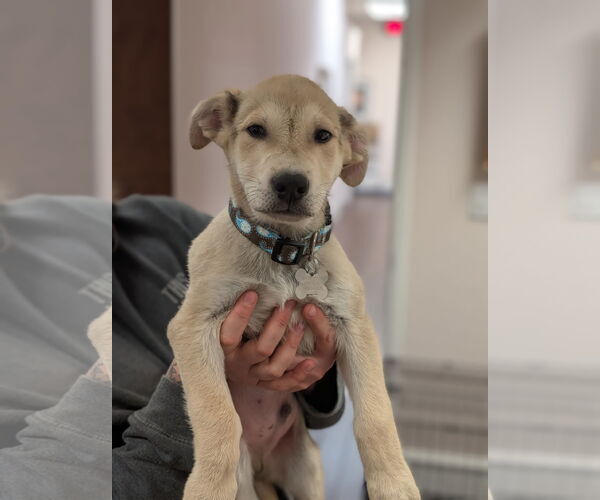 Medium Photo #4 German Shepherd Dog-Unknown Mix Puppy For Sale in Holly Springs, NC, USA