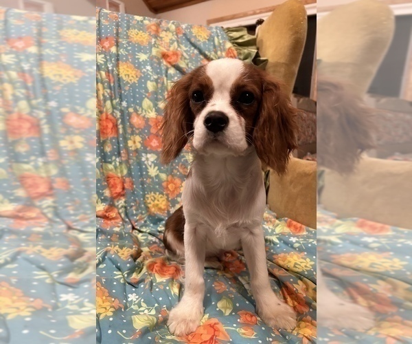 Medium Photo #2 Cavalier King Charles Spaniel Puppy For Sale in LAWRENCE, MI, USA