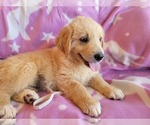 Small Photo #8 Goberian Puppy For Sale in APPLE VALLEY, CA, USA