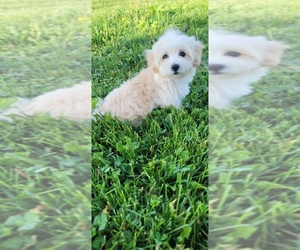 Maltipoo Puppy for sale in JACKSONVILLE, FL, USA