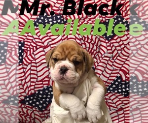 Olde English Bulldogge Puppy for sale in BOERNE, TX, USA