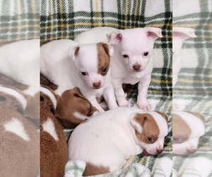 Chihuahua Puppy for Sale in MOUNT AIRY, North Carolina USA