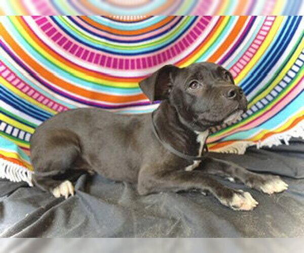 Medium Photo #2 Bulldog-Labrador Retriever Mix Puppy For Sale in Pleasanton, TX, USA
