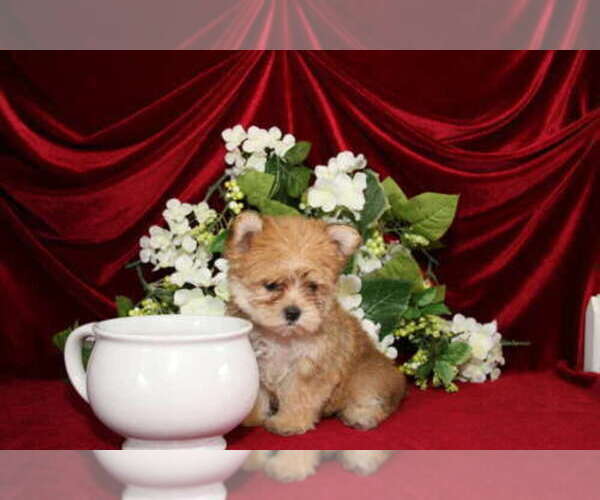 Medium Photo #9 Maltipoo Puppy For Sale in THONOTOSASSA, FL, USA