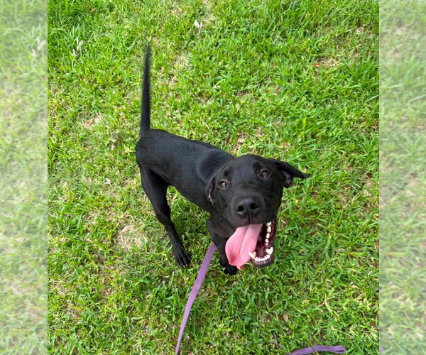 Medium Photo #6 Great Dane Puppy For Sale in Bullard, TX, USA