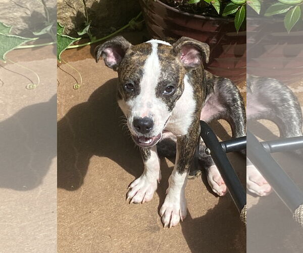 Medium Photo #2 American Pit Bull Terrier-Staffordshire Bull Terrier Mix Puppy For Sale in Ball Ground, GA, USA
