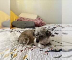 Mutt Dogs for adoption in Woodland, CA, USA