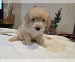 Small #11 Goldendoodle