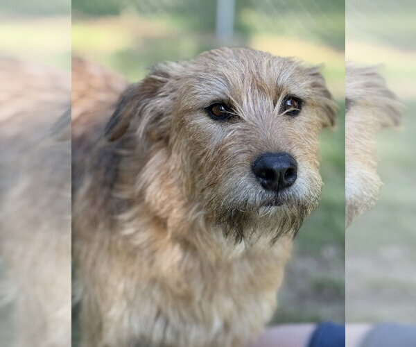 Medium Photo #2 Mutt Puppy For Sale in Rockaway, NJ, USA