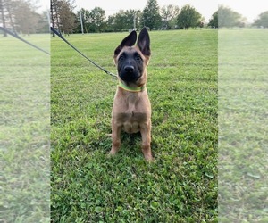 Belgian Malinois Dog for Adoption in WELLINGTON, Ohio USA