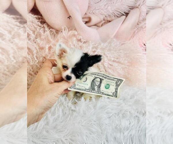 Medium Photo #1 Chihuahua Puppy For Sale in LANCASTER, PA, USA