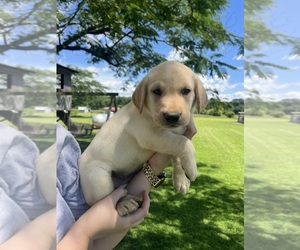 Labrador Retriever Puppy for sale in GREENVILLE, NC, USA