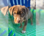 Small #7 Australian Shepherd Mix